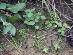 Selaginella ciliaris