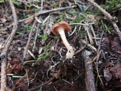 Rhizocybe