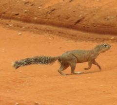 Xerus rutilus
