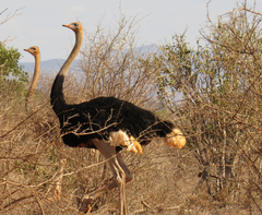 Struthio molybdophanes