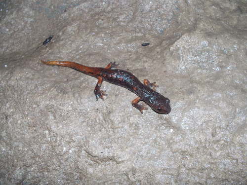 Italian Cave Salamander, Foresta della Lama, Forlì-Cesena, Italia, photo 10 of 10