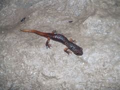 Speleomantes italicus