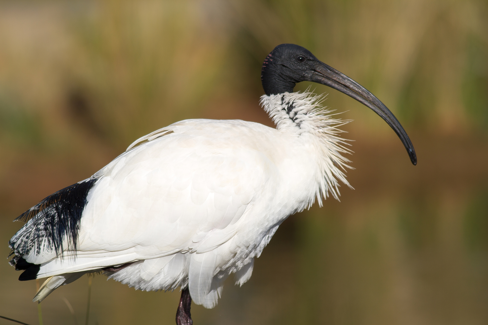 Australian Ibis illustration