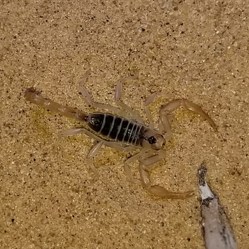 Dune Scorpion photo 5