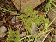 Cheilanthes contigua