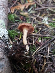 Rhizocybe