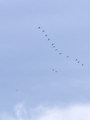 Branta hutchinsii