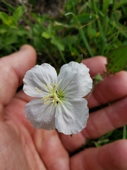 Oenothera kunthiana