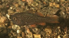 Vincentia novaehollandiae
