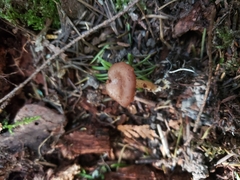 Rhizocybe