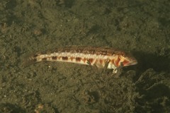 Parapercis nebulosa