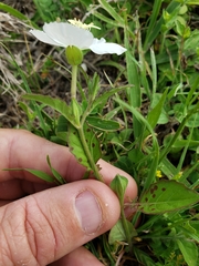 Oenothera kunthiana