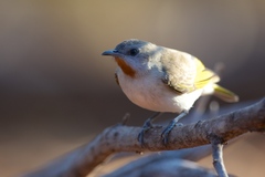 Rufous-Throated Honeyeater photo 4