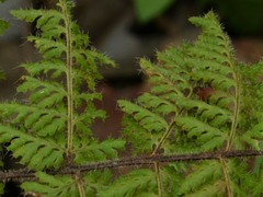 Cheilanthes contigua