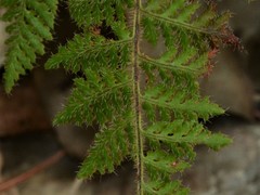 Cheilanthes contigua