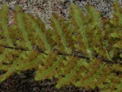 Cheilanthes contigua