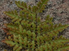 Cheilanthes contigua