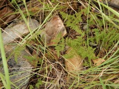 Cheilanthes contigua