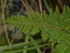 Cheilanthes contigua