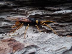 Urocerus gigas
