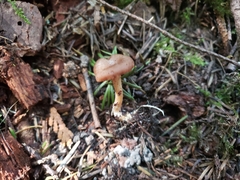 Rhizocybe