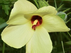 Abelmoschus moschatus