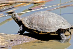 Trachemys scripta elegans