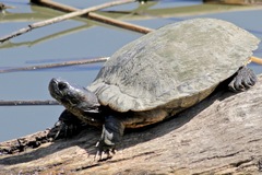 Trachemys scripta