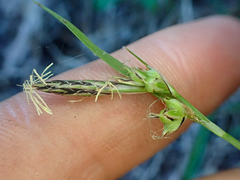 Carex globosa
