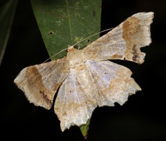 Krananda oliveomarginata