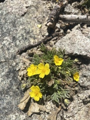 Potentilla rhyolitica