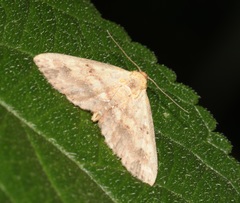 Cerynea ustula