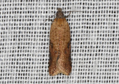 Constrictana constrictana