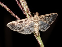 Rhimphaliodes macrostigma