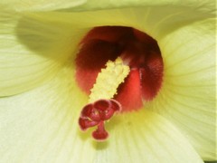 Abelmoschus moschatus