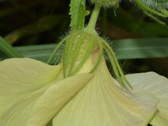 Abelmoschus moschatus