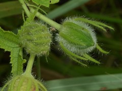 Abelmoschus moschatus