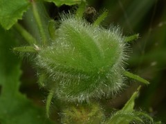 Abelmoschus moschatus