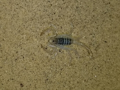 Paruroctonus xanthus