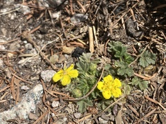 Potentilla rhyolitica