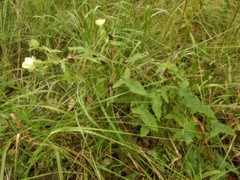 Abelmoschus moschatus