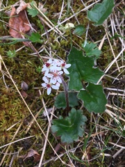Micranthes porsildiana
