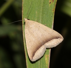 Simplicia mistacalis