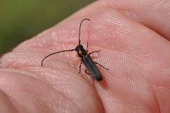 Phytoecia rufiventris