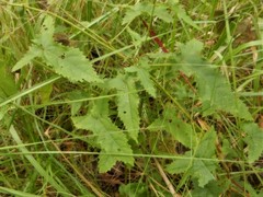 Abelmoschus moschatus