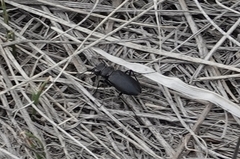 Cicindela nebraskana
