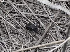 Cicindela nebraskana