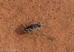 Cicindela tranquebarica diffracta