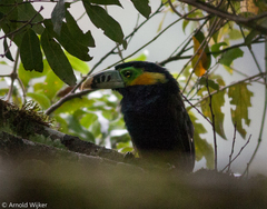 Selenidera maculirostris