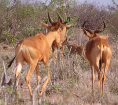 Alcelaphus buselaphus cokii